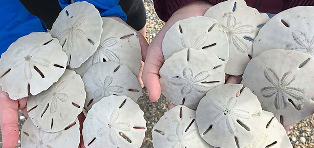 Sand Dollar Island is a perfect day trip for all ages. So much fun! It’s a quick ferry ride from Beaufort, but it’s only available at low tide, so check their schedule.