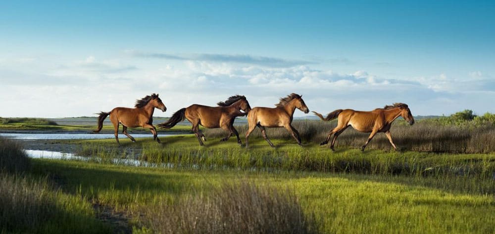 The Shackleford Banks horses have been living on the island for over 400 years.